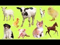 Learn names Baby Farm Animals in English | Lean Sounds of Cute Animals for Kids