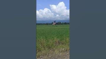 Padi Paling Di Sukai Tikus