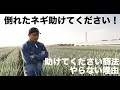 【皆さん優しい】ネギが大風で倒れた動画に暖かいコメントありがとうございます。励みになります。