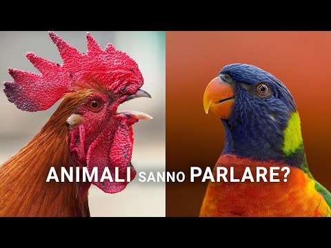 Come COMUNICANO gli Animali? Sanno PARLARE?