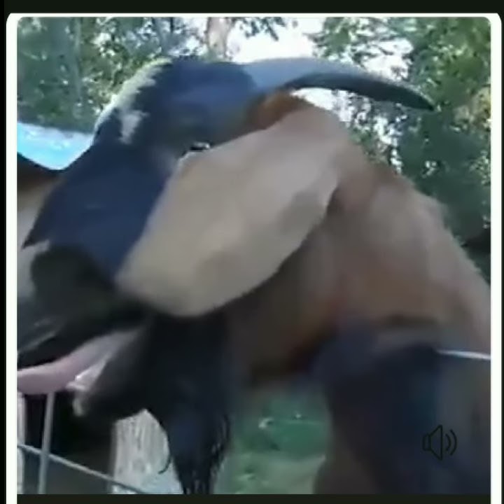 Viral Kambing Minta Kopi #short