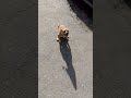 По блютузу Автор видео Hromko Miha комментарии мем мемы По блютузу Автор видео Hromko Miha комментарии мем мемы