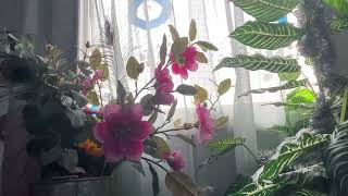 Singing Sailor Song - Gigi Perez Resimi