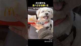 犬に何でも食べさせる飼い主