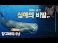 심해의 비밀 1부/향고래(향유고래)의 대왕오징어 사냥/4m 대왕오징어/동해 심해지형/심해어/심해미생물/심해 잠수정/심해 메탄가스/하이드레이트/심해수산자원연구센터/해누리호(명품다큐)