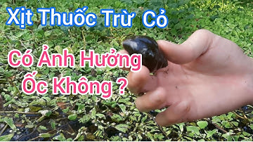 Nuôi Ốc  Bươu Đen Ao Cỏ Nhiều Và Xịt Thuốc Trừ Cỏ | Trại Ốc Bươu Giống Mê kông