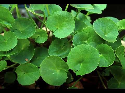 Video: Gotu Kola - Anmeldelser, Kontraindikasjoner, Instruksjoner