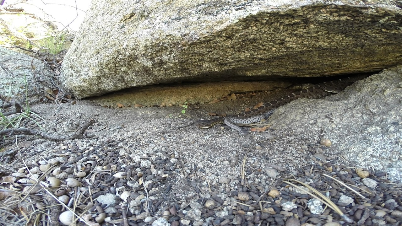 rattlesnakes can swim GoPro footage of a communal rattlesnake nest