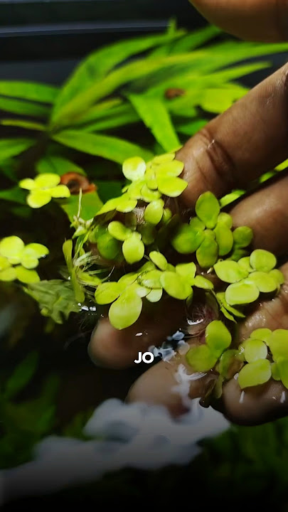 Low-tech plants✅for your☘️aquarium || planted tank ||#aquarium #tank