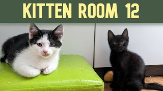 Kitten Room 12: Day 69 - nice - 3 Mamas and 6 kittens