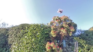 LDARC Tiny 7x in Garden