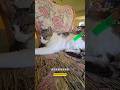 위험한 물체는 손으로 만지긴 글코.. #남해 #길고양이 #고양이 #냥펀치
