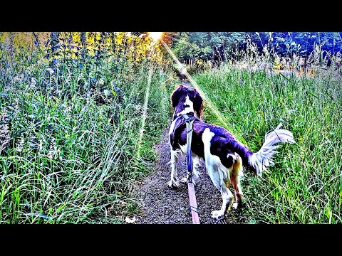 English Springer Spaniel Dog Walking Adventures / Finding New Paths & Exploring Hopwood Woods Walk