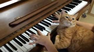 Cat Loves the Piano (Fantasie Impromptu Op.66)