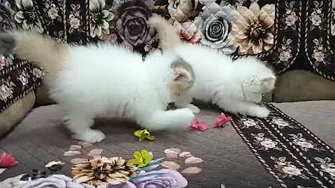 Watch the video about SHOW QUALITY VAN CALICO FEMALES KITTEN #forsale IN MUMBAI #available 9326762195