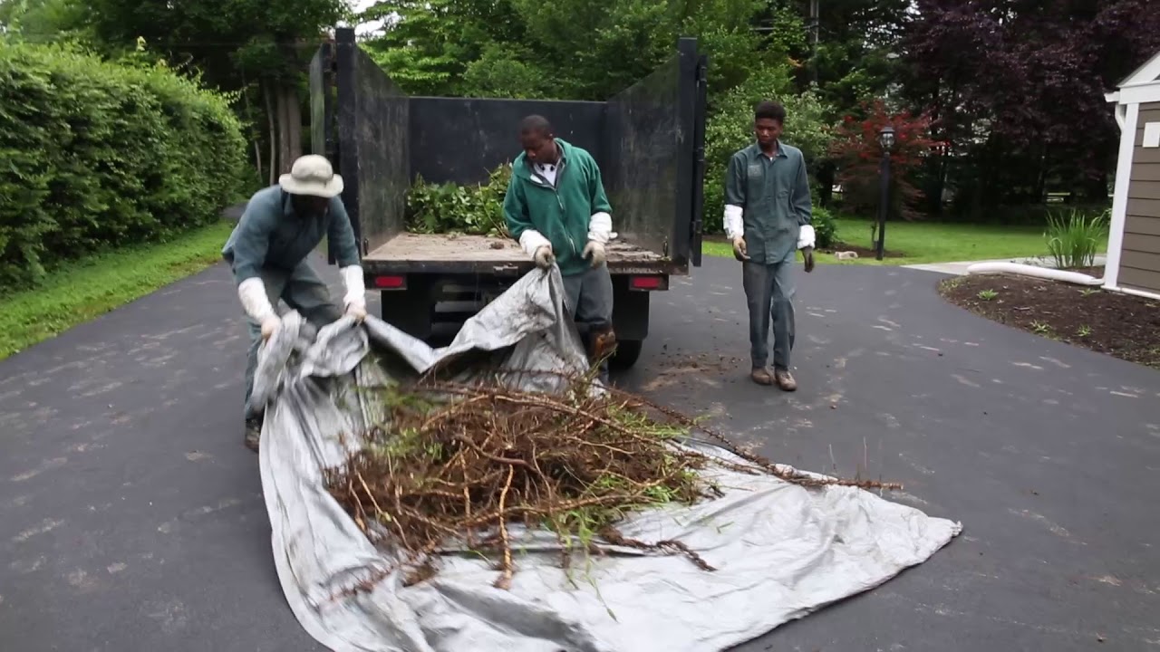 Poison Ivy DEFEATED - Gladwyne, PA