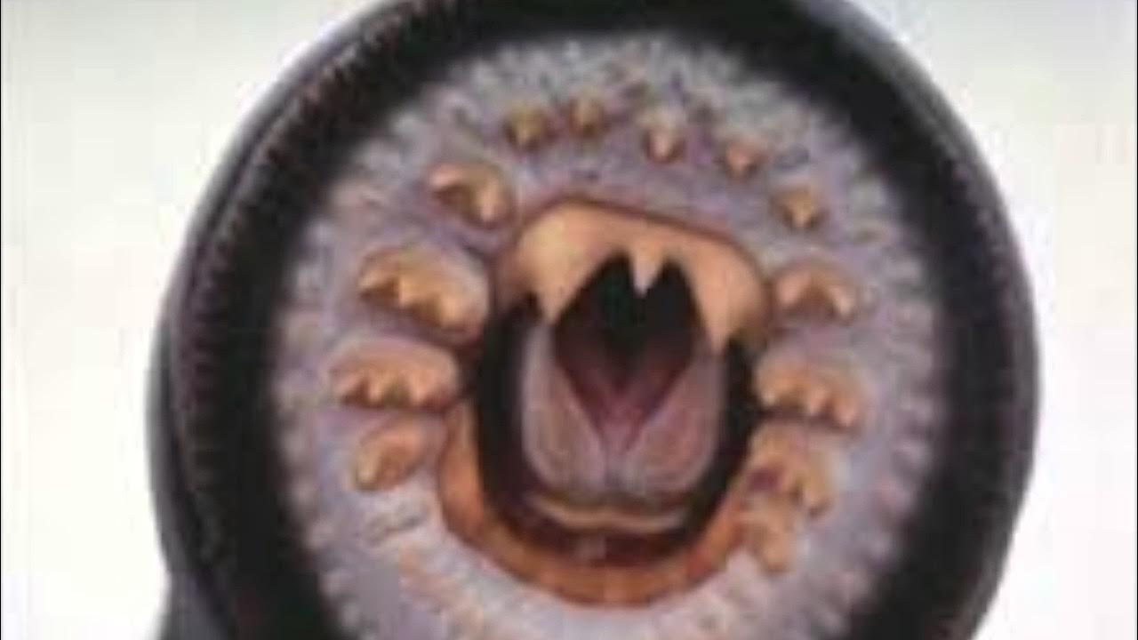 Ротовое отверстие червя. Зубы пиявки под микроскопом. Ротовая полость пиявки. Пиявка медицинская под микроскопом.