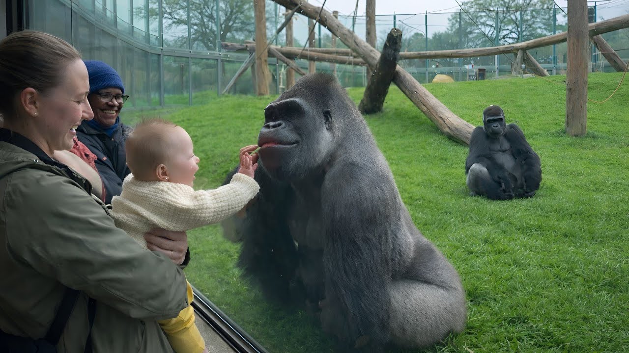 Silverback gorilla smiles at baby, the cutest moment 🦍💗