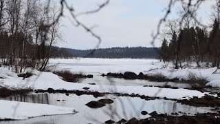 The quest for koskikara, wildlife watching in Finland.