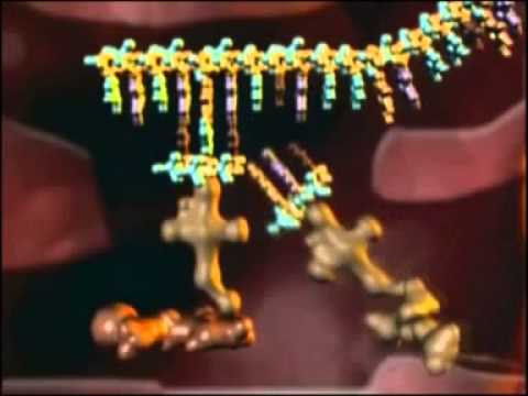 Видео: Плазмид ба хүний ДНХ-ийг ижил хязгаарлагч ферментээр таслах нь яагаад чухал вэ?