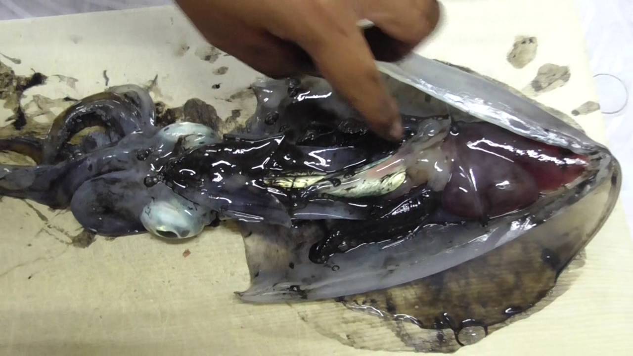 アオリイカをハサミでさばく 内臓のご紹介 釣った魚を調理して食べよう 和歌山釣太郎 Youtube