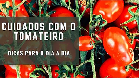 Como regar o pé de tomate?
