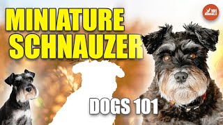 You Need to Know MINI SCHNAUZER 🐶 - 101 Breed by Animals101 63 views 1 year ago 2 minutes, 40 seconds