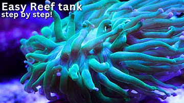 How I Built My Dream Reef Tank From Scratch? Beginner guide to reef keeping!