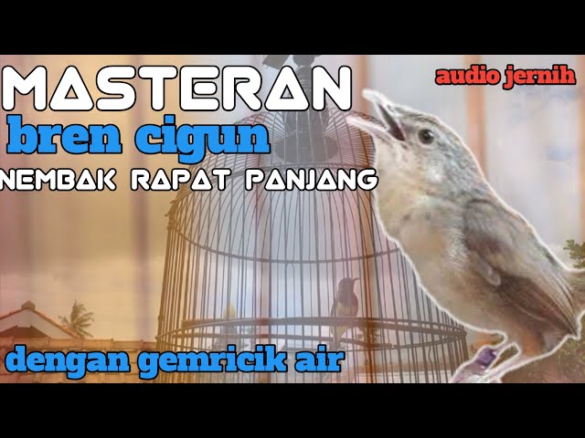 MASTERAN Ciblek Gunung Ngebren Panjang Nembak Pedas || Cigun Gacor Tembakan Rapat Panjang class=