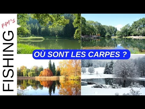 Vidéo: Comment Attraper La Carpe En été