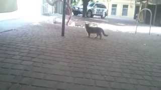 Одесские коты Одесские коты