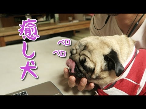 飼い主を毎日癒しまくるパグ犬ぷぅ Pug Youtube