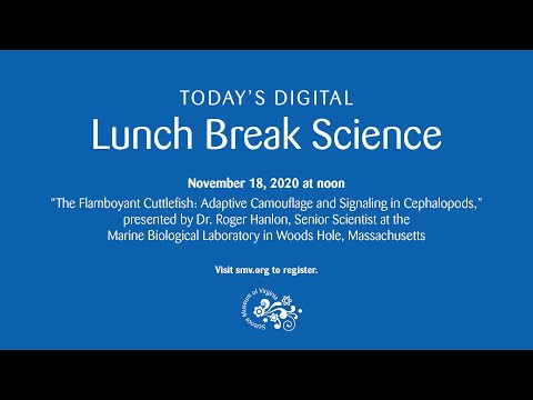 Lunch Break Science: The Flamboyant Cuttlefish