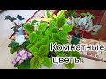 Indoor flowers/Комнатные цветы - цветочные новости 12#. Обзор комнатных растений