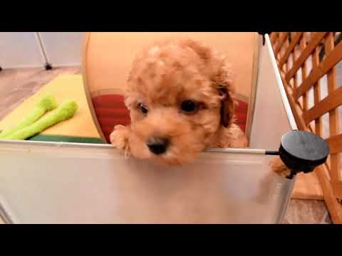 堺市のペットショップのトイプードルペットNo.241101の子犬動画サムネイル