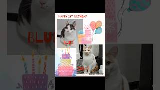 Happy 1st Birthday Blue and Echo 😺😺 #kitten #cat #catlovers #catbirthday #reelsvideoシ