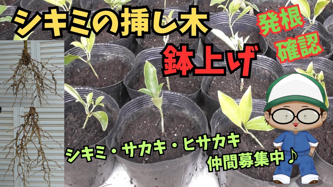 シキミの挿し木鉢上げ - YouTube