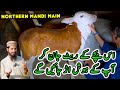 Northern Bypass Cow Mandi BARGAINING & Price Update | Cattle Market Karachi | Bakra Eid 2024