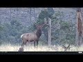 New Mexico Gila Mountains Elk Hunt 2019