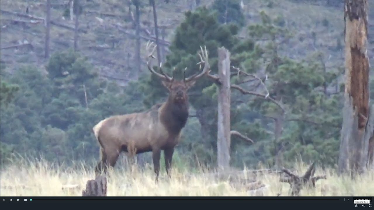 New Mexico Gila Mountains Elk Hunt 2019 YouTube