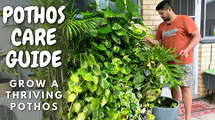 Ultimate Pothos Plant Care Guide: Tips for a Thriving Green Beauty! M and MM Plants