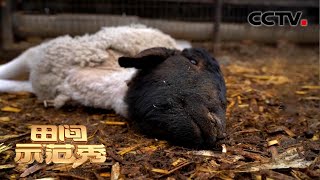母羊为何离奇死亡原因让人大呼可惜跟着专家学习正确的养殖方法| CCTV「田间示范秀」20210430