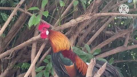 Noob qaib qus f2 f3  tsib 9 1peb peb1  9tsib