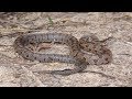 PRAIRIE KINGSNAKE #Lampropeltis calligaster