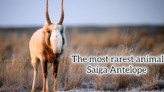 Saiga Antelope documentary | Endangered Saiga Antelope population | Saiga  facts #animals