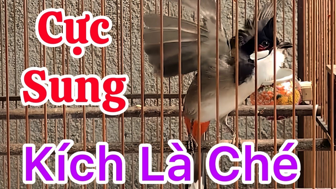 Chào Mào Ché Nẹt Cực Sung Kích Bổi Căng Lửa Nhanh Ché | Kích Bổi Lên Lửa Tốc Độ - Nghe Là Ché