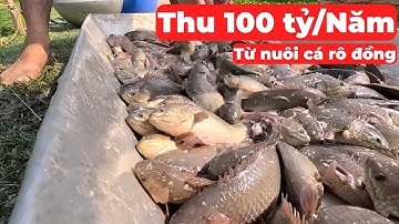 Thu "100 Tỷ" Mỗi Năm Từ Nuôi Cá Rô Đồng | Nhà Nông Làm Giàu