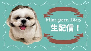 【生配信】週末の朝はもこもこシーズーとトークテーマルーレット！みんなで楽しくお話ししましょう♪【510日目】