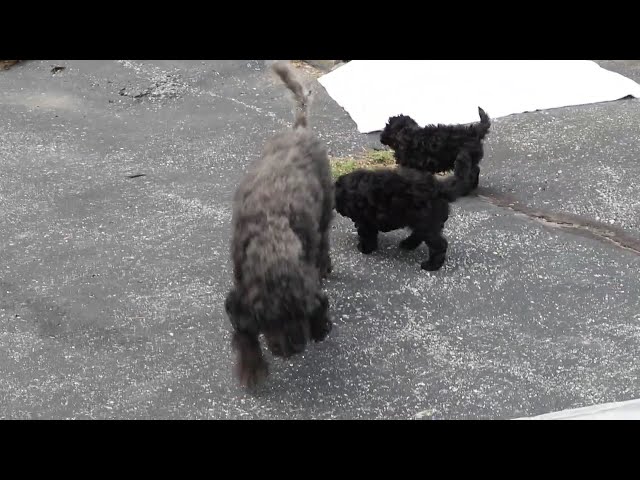 Buster video thumbnail