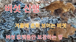 겨울 버섯산행. 버섯 보관하는 방법.